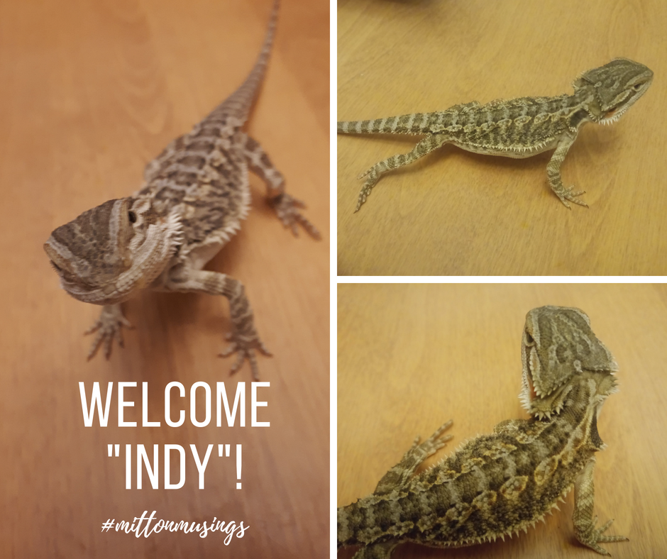 WelcomingIndy