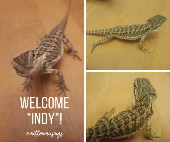 WelcomingIndy