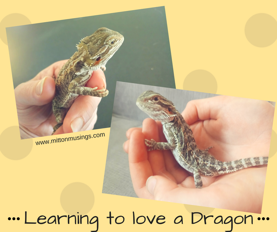 Lovingdragons
