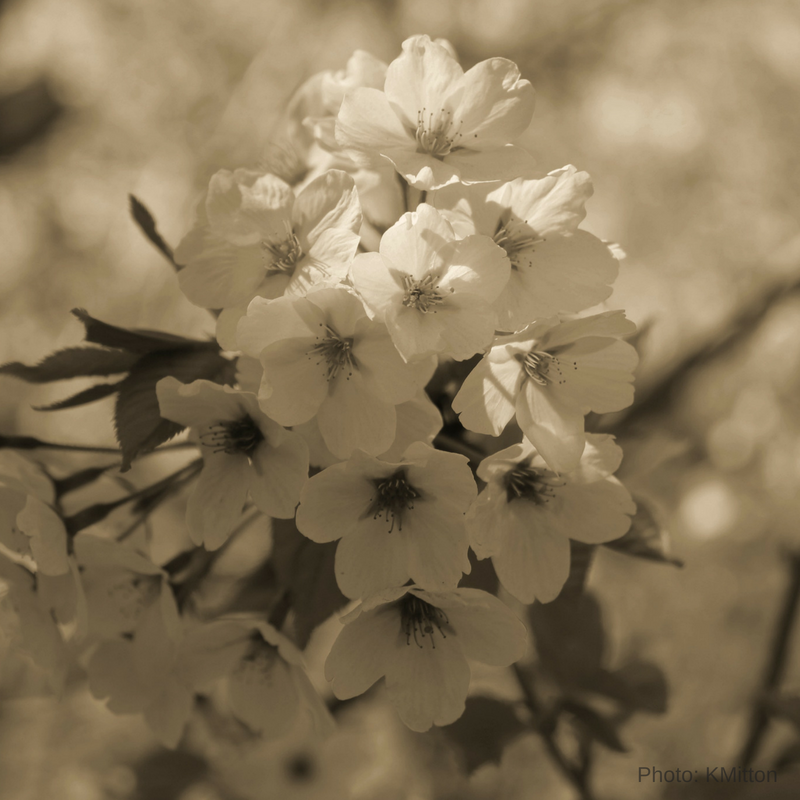 sepia Cherry Blossom