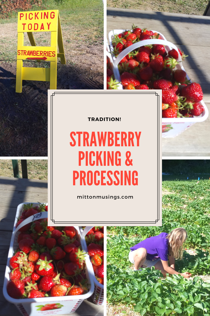 strawberry picking