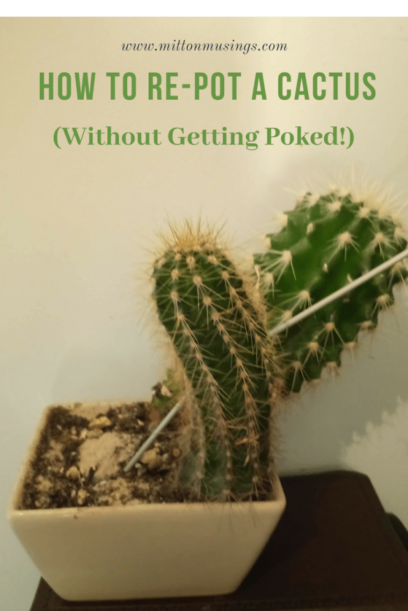 Re-potting Cacti