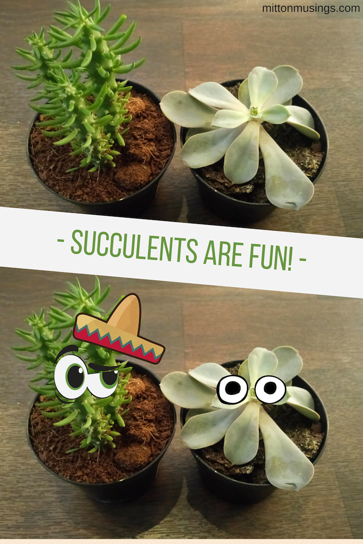 succulents are fun!