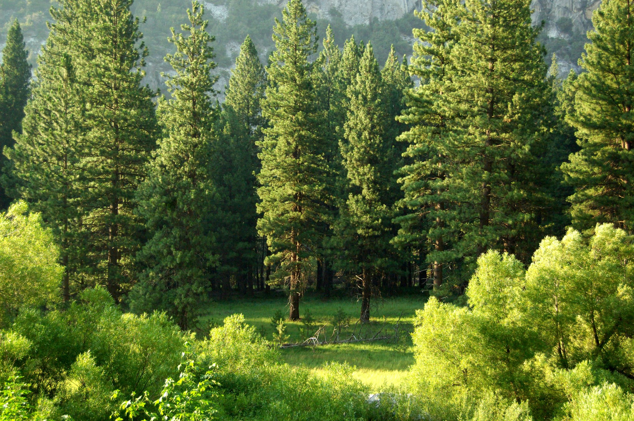 Matt Tree I Speak for the Trees | mittonmusings